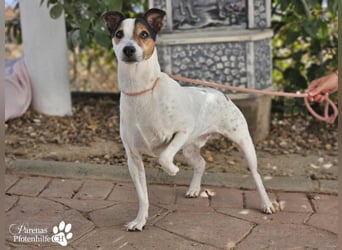 Hachiko ist ausgeglichen und sehr verschmust Hachiko ist ausgeglichen und sehr verschmust