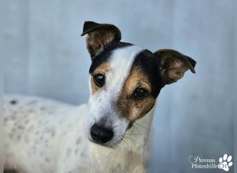 Hachiko ist ausgeglichen und sehr verschmust Hachiko ist ausgeglichen und sehr verschmust