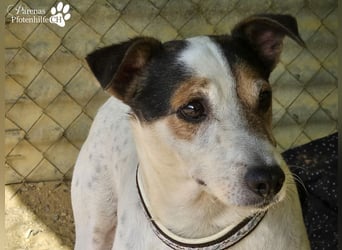 Hachiko ist ausgeglichen und sehr verschmust Hachiko ist ausgeglichen und sehr verschmust