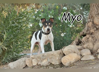 Schenken Sie Myo das Zuhause, das er so sehr verdient? Schenken Sie Myo das Zuhause, das er so sehr verdient?