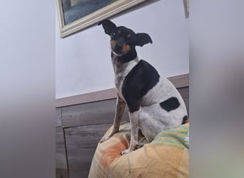 Harley
