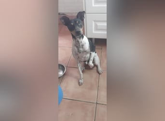 Harley