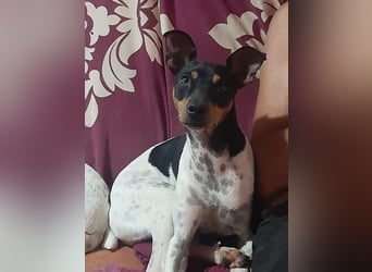 Harley