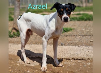 Azrael geb. 04/2021 (ESP) - zärtlicher Bodeguero sucht Stabilität! Azrael geb. 04/2021 (ESP) - zärtlicher Bodeguero sucht Stabilität!