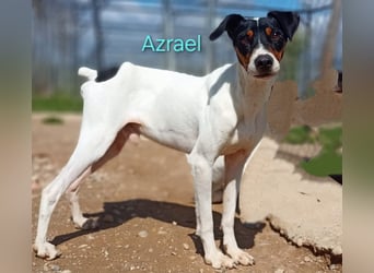 Azrael geb. 04/2021 (ESP) - zärtlicher Bodeguero sucht Stabilität! Azrael geb. 04/2021 (ESP) - zärtlicher Bodeguero sucht Stabilität!
