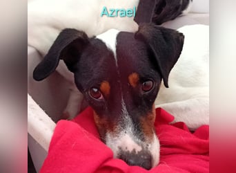 Azrael geb. 04/2021 (ESP) - zärtlicher Bodeguero sucht Stabilität! Azrael geb. 04/2021 (ESP) - zärtlicher Bodeguero sucht Stabilität!