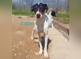 Azrael geb. 04/2021 (ESP) - zärtlicher Bodeguero sucht Stabilität! Azrael geb. 04/2021 (ESP) - zärtlicher Bodeguero sucht Stabilität!