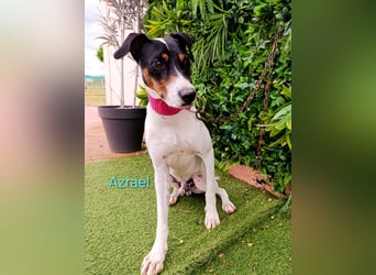 Azrael geb. 04/2021 (ESP) - zärtlicher Bodeguero sucht Stabilität! Azrael geb. 04/2021 (ESP) - zärtlicher Bodeguero sucht Stabilität!