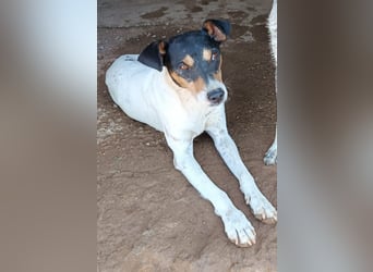 Faolan ist witzig, klug und aktiv