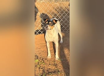 Faolan ist witzig, klug und aktiv