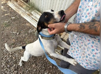 MONET-ein Herz auf 4 Pfoten mit außergewöhnlicher Loyalität sucht liebevolle Heimat