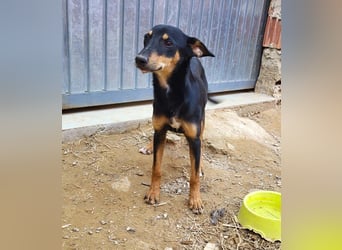 PEPITA-verspieltes, fröhiches Mädchen wartet sehnsüchtig auf liebevolles Für-immer-Zuhause