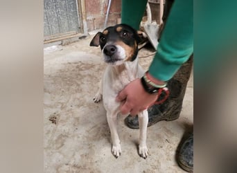 O`HARA - gesellig und anhänglich