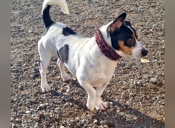 DUDLEY-menschenbezogen und verschmust sehnt er sich nach seiner liebevollen Für-immer Familie