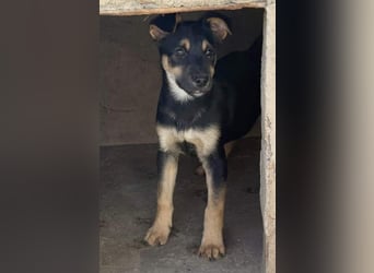 Süß, süßer, VALENTINO-aufgeweckt, voller verspielter Freude wartet er auf gepacktem Köfferchen