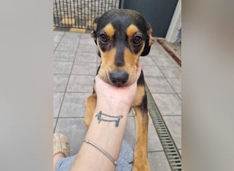 Unkomplizierte BRIGITTE-liebevoll, voller Vertrauen und mit Hoffnung auf ein lievevolles Zuhause