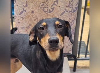 Unkomplizierte BARDOT-anhänglich, liebevoll, vertrauensvoll auf der Suche nach ihrer Für-immer-Fam.