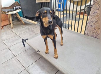 Unkomplizierte BARDOT-anhänglich, liebevoll, vertrauensvoll auf der Suche nach ihrer Für-immer-Fam.