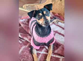 Herzallerliebste PINKY-sehr lieb, verschmust,sozial auf der Suche nach liebevollem Für-immer-Zuhause