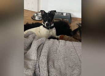 REDFORD-wartet in 87700 Memmingen auf liebevolles Zuhause