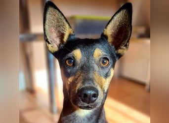 NEFERTARI-sehr liebes, zartes, verschmustes, soziales Hundemädchen sucht sein Für-immer-Plätzchen