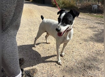 GOLFO-fröhlicher Menschenfreund sucht sein Für-immer-Zuhause