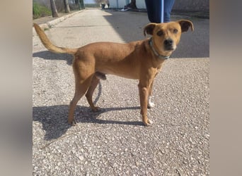 LEONARDO - anhänglich und gehorsam