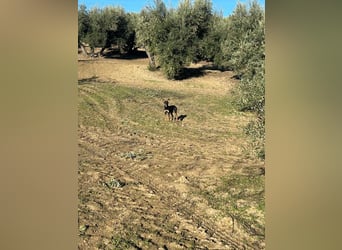 PEPITA-verspieltes, fröhiches Mädchen wartet sehnsüchtig auf liebevolles Für-immer-Zuhause