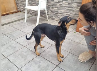 Unkomplizierte BARDOT-anhänglich, liebevoll, vertrauensvoll auf der Suche nach ihrer Für-immer-Fam.