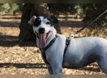 Volltreffer LAKI-steckt voller Energie, Lebensfreude mit gutem Gemüt sucht sehnsüchtig ihre Familie