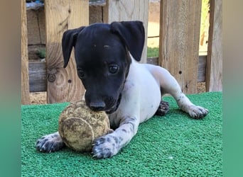 ROSITA - aktiver Begleiter