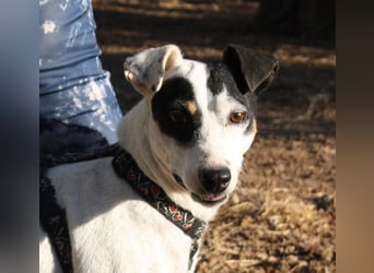 LAKY-freundlich, gesellig, lebhaft, fröhlich wartet sie sehnsüchtig auf ihre liebevolle Familie