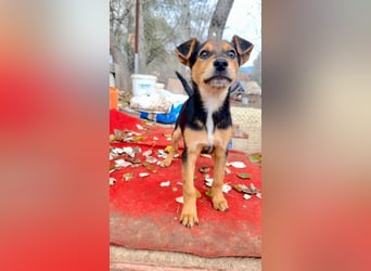 Süß, süßer ESTESO-aufgeweckt, voller verspielter Freude sitzt er auf gepacktem Köfferchen