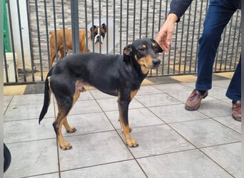 Unkomplizierte BARDOT-anhänglich, liebevoll, vertrauensvoll auf der Suche nach ihrer Für-immer-Fam.