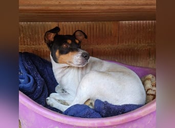 O`HARA - gesellig und anhänglich