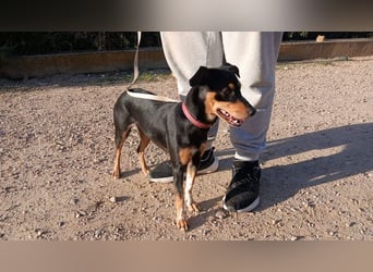 ZOE-überaus freundliche kleine Maus sucht sehnsüchtig ihr liebevolles Für-immer-Zuhause