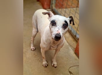 ENOLA-wartet auf ihr liebevolles Zuhause in dem sie für immer glücklich sein darf