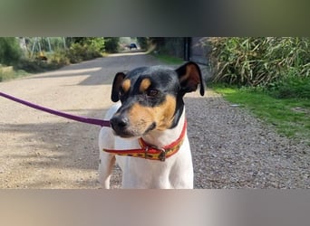 BAMBINO-sanfte, gelassene Seele mit großem Herzen wartet sehnsüchtig auf sein Für-Immer-Zuhause