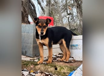 Süß, süßer ESTESO-aufgeweckt, voller verspielter Freude sitzt er auf gepacktem Köfferchen