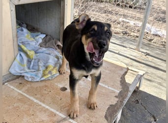 Süß, süßer, VALENTINO-aufgeweckt, voller verspielter Freude wartet er auf gepacktem Köfferchen