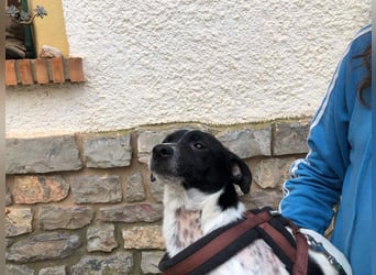 ORION-keiner Sonnenschein sucht dringend liebevolles Für-immer-Zuhause