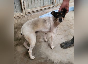 O`HARA - gesellig und anhänglich