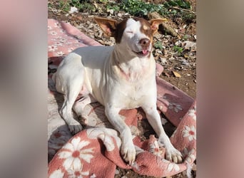 Süße CUQUI-anpassungsfähig, folgsam,hochmotiviert-wer bietet ihr ein liebevolles "Für-immer Zuhause"