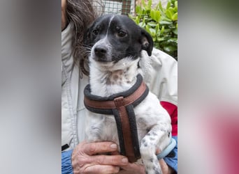 ORION-keiner Sonnenschein sucht dringend liebevolles Für-immer-Zuhause