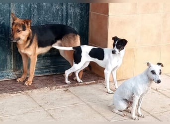 MASAI-sehr lieb, sanfte Seele sucht ihr liebevolles Für-immer-Zuhause