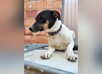 REDFORD-wartet in 87700 Memmingen auf liebevolles Zuhause