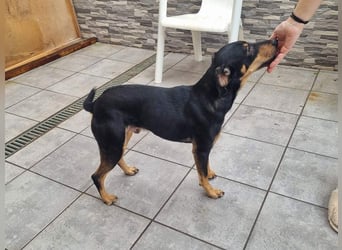 Unkomplizierte BARDOT-anhänglich, liebevoll, vertrauensvoll auf der Suche nach ihrer Für-immer-Fam.