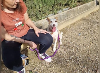 TOBY-hatte ein schönes Zuhause und wurde von Herzen geliebt-sucht dringend sein neues Zuhause