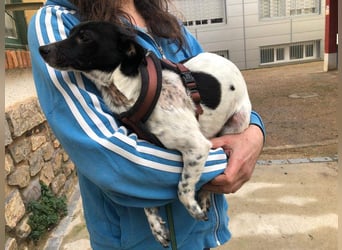 ORION-keiner Sonnenschein sucht dringend liebevolles Für-immer-Zuhause