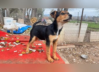 Süß, süßer ESTESO-aufgeweckt, voller verspielter Freude sitzt er auf gepacktem Köfferchen